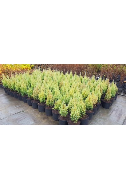 Ялівець китайський Стрікта в садовому центрі