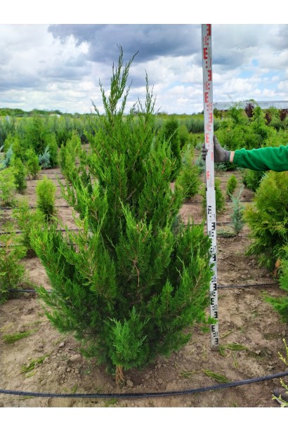 Ялівець китайський Спартан - ком/160-180 см