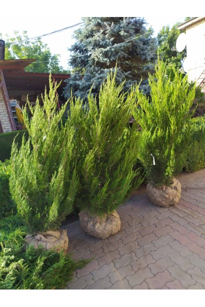Ялівець Спартан - саджанці з комом в мішковині