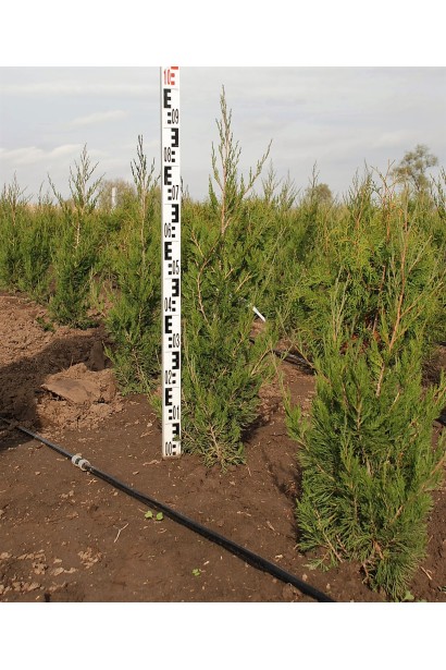 Ялівець китайський Spartan