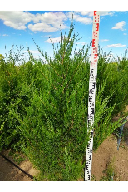 Ялівець китайський Спартан 110-130 см