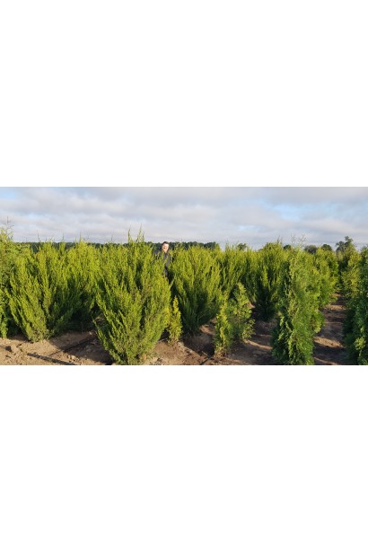 Саджанці ялівцю Спартан в розсаднику на полі