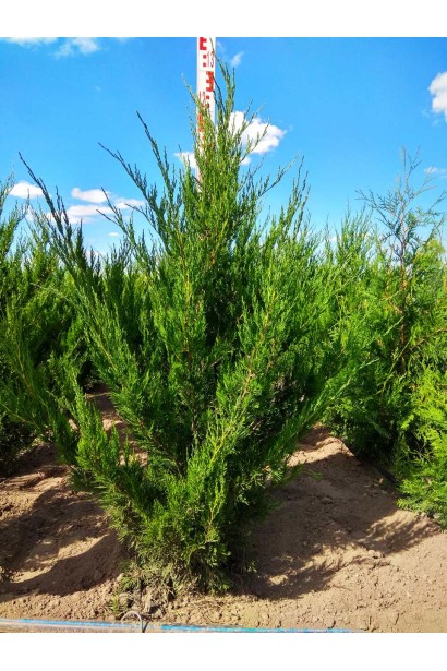 Ялівець китайський Спартан - сорт з конусоподібною кроною