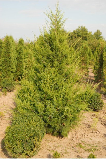 Spartan - ялівець зі світло-зеленою хвоєю