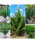 Можжевельник китайский Спартан | Juniperus chinensis Spartan | Ялівець китайський Спартан