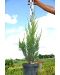 Можжевельник китайский Спартан | Juniperus chinensis Spartan | Ялівець китайський Спартан