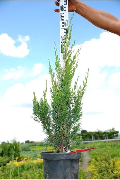 Ялівець Spartan в горщику 5 л, 60-80 см