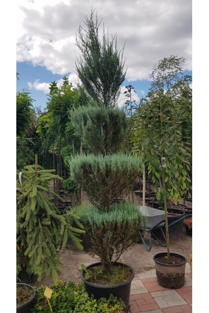 Ялівець скельний Блю Арроу стрижена фігура