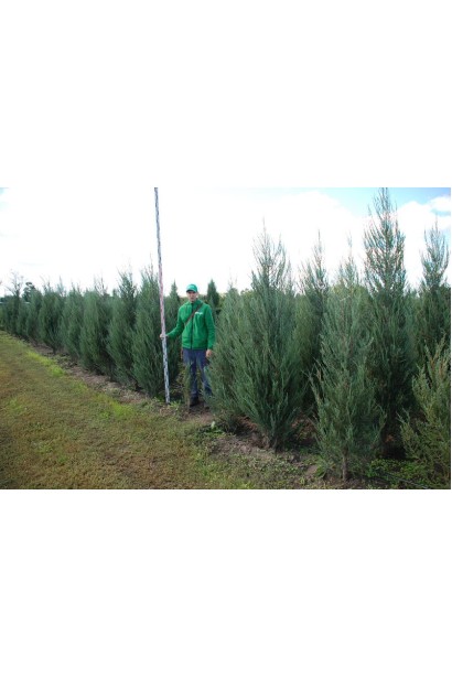 Ялівець колоноподібний Блю Ерроу