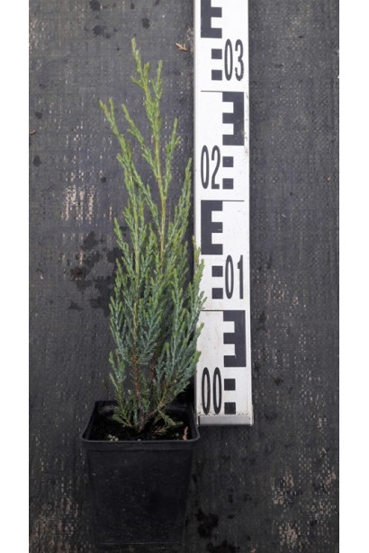 Ялівець скельний Блю Ерроу контейнер 0,5 л