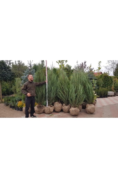 Ялівець скельний Блю Ерроу - саджанці з комом землі в мішковині
