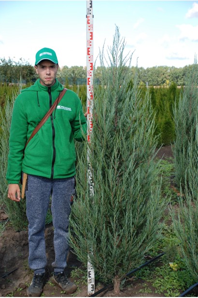 Ялівець скельний Блю Арроу - ком / 180-200 см