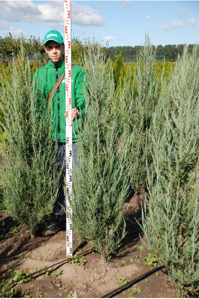 Ялівець скельний Блю Ерроу 160-180 см