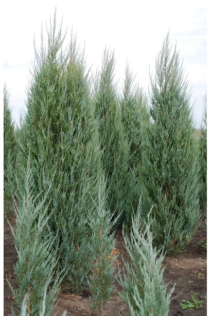 Яловець скельний Блю Ерроу