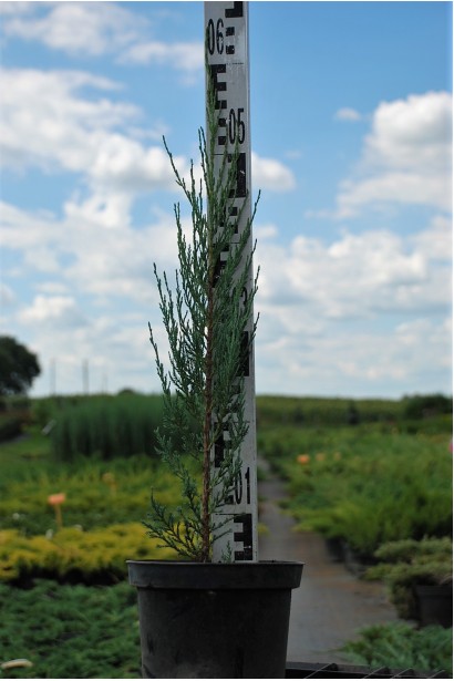 Ялівець скельний Блю Ерроу в контейнері 3 л 40-60 см