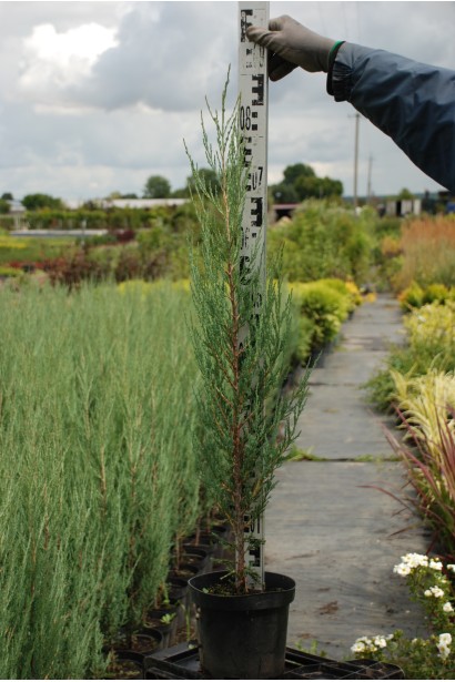 Ялівець скельний Блю Арроу в горщику 3 л 60-80 см