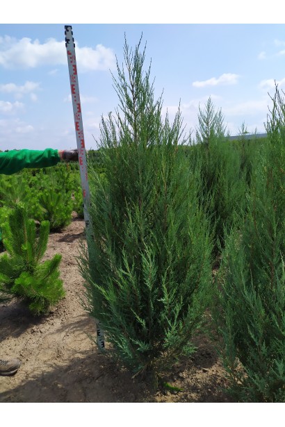 Ялівець Blue Arrow - вічнозелений щільний хвойний кущ