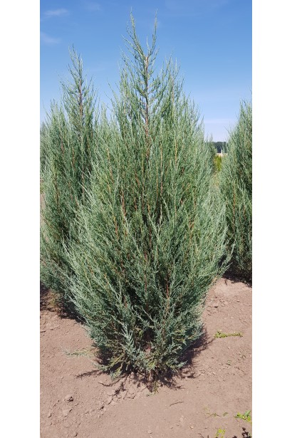 Juniperus scopulorum Blue Arrow