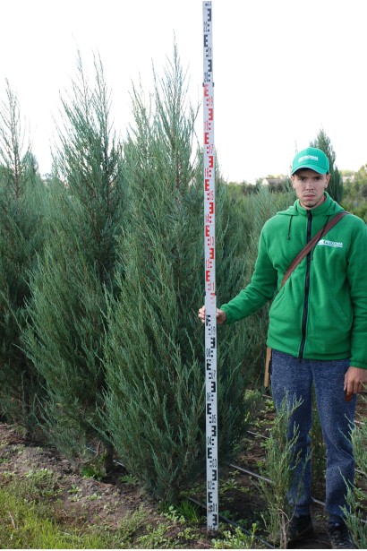 Ялівець  Блю Ерроу 200-220 см