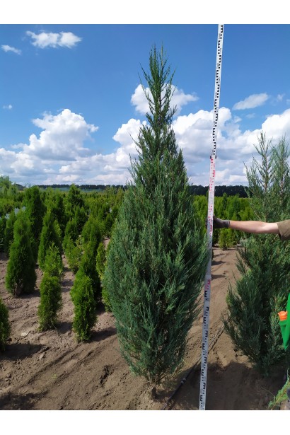 Ялівець Blue Arrow висота 260-280 см