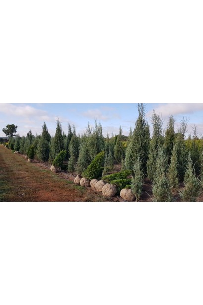 Ялівець скельний Блю Ерроу в розсаднику