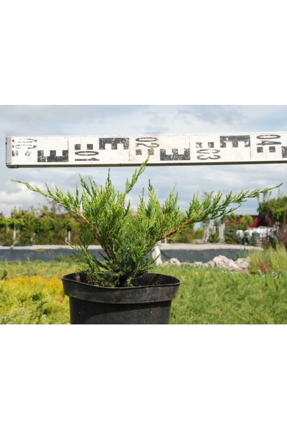 Ялівець пфітцеріана Мінт Джулеп в контейнері 3 л, діаметр 30-40 см