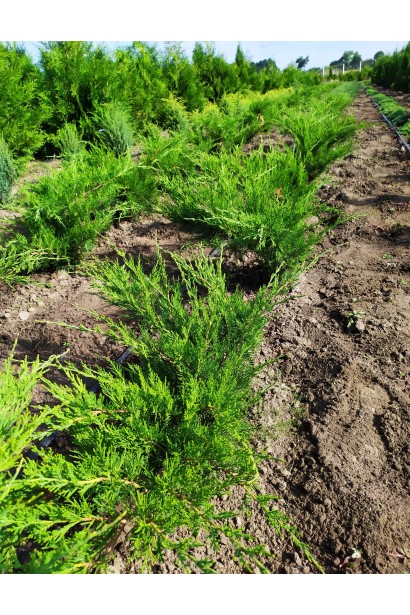 Яловець середній Mint Julep на полі в розсаднику