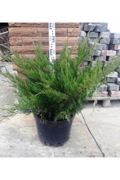 Ялівець пфітцеріана Мінт Джулеп - саджанець С5 висотою 40-50 см