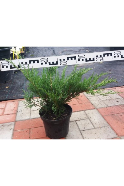 Ялівець Мінт Джулеп в контейнері 3 л