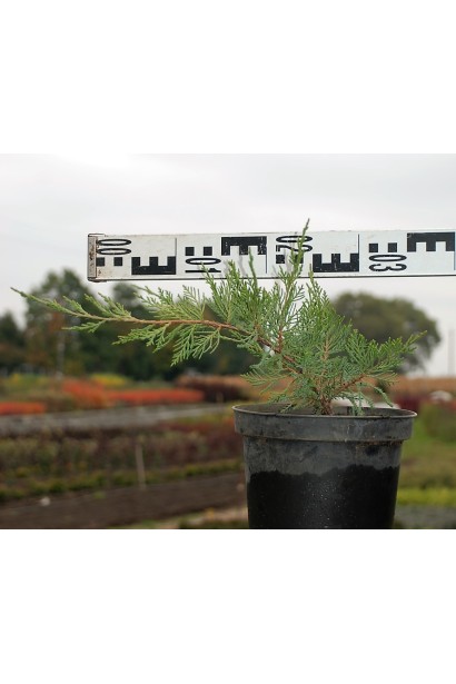 Ялівець середній  Мінт Джулеп діаметр 25-35 см