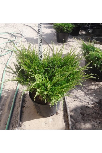 Ялівець пфітцеріана Mint Julep в горщику 5 л