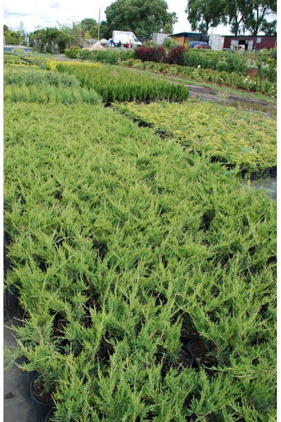 Juniperus pfitzeriana Mint Julep