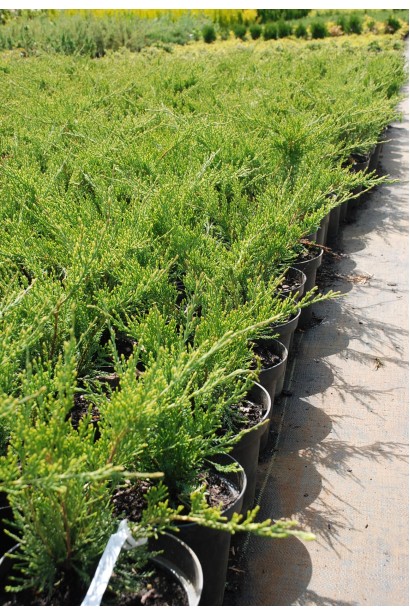 Саджанці ялівцю Мінт Джулеп в садовому центрі