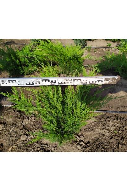 Ялівець Мінт Джулеп діаметр крони 50-60 см