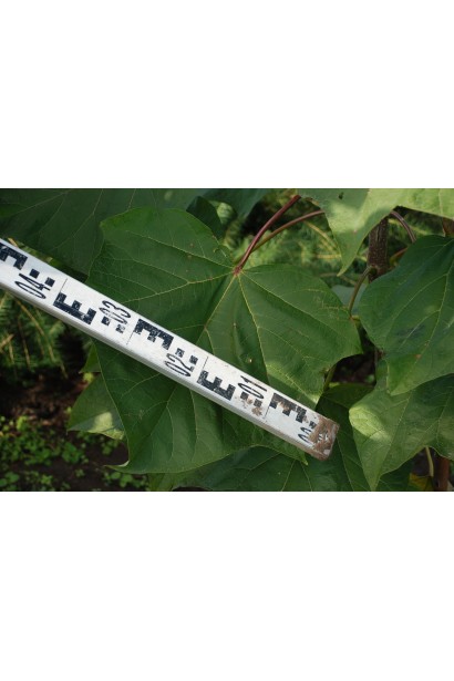 Катальпа червоніюча Пурпуреа розмір листя