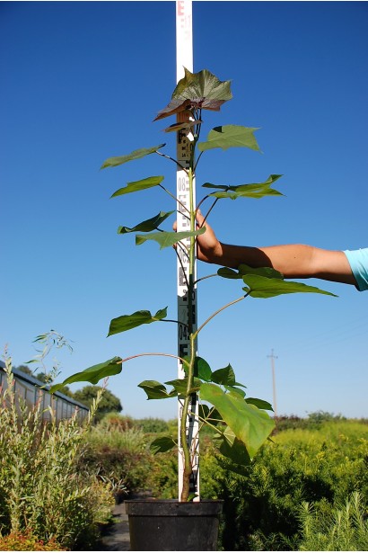 Катальпа червоніюча Пурпуреа в горщику 80-110 см