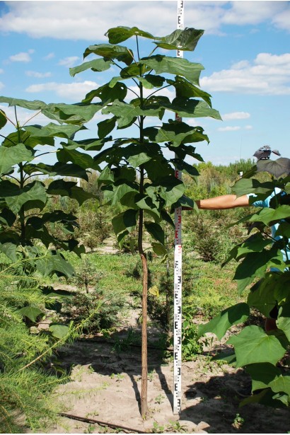  Catalpa erubescens Purpurea