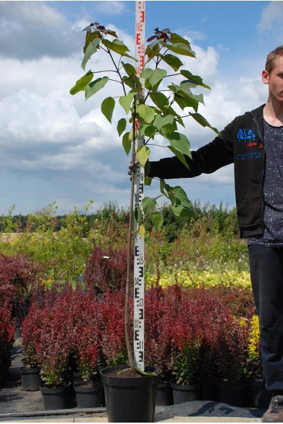 Катальпа червоніюча Пурпуреа контейнер 140-170 см