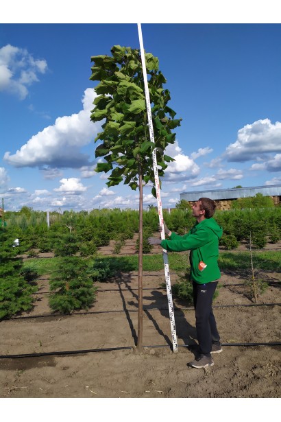 Катальпа червоніюча Пурпуреа в розсаднику на полі