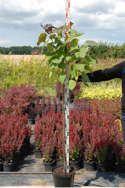 Катальпа червоніюча Пурпуреа 140-170 см