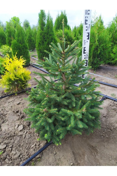 Ялина звичайна Ексцелса 60-80 см