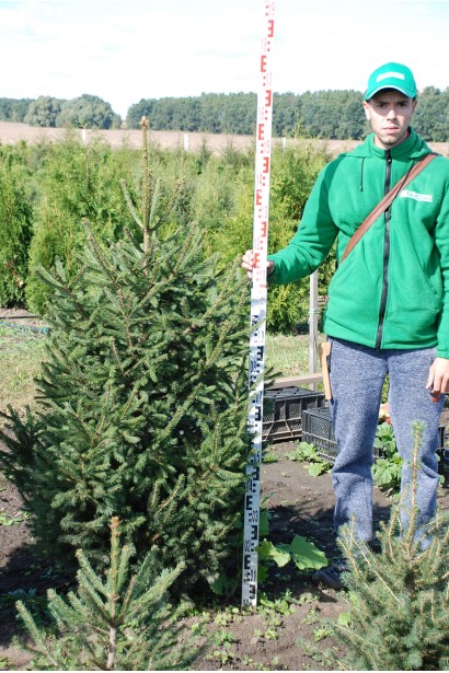 Ялина європейська Ексцелса 130-150 см