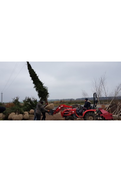 Ялина Ексцелса погрузка великих комованих дерев