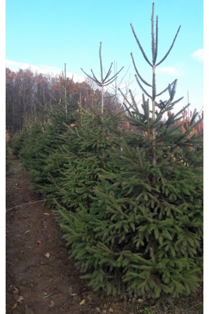 Ялина звичайна Excelsa