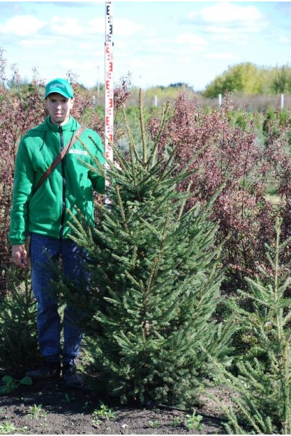 Ялина звичайна Ексцелса 160-180 см