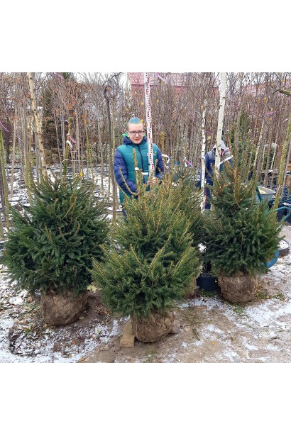 Жива новорічна ялинка Ексцелса