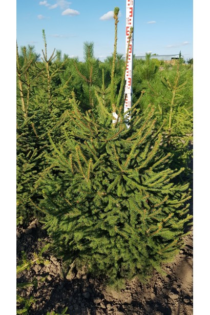 Ялина Ексцелса висота 140-160 см