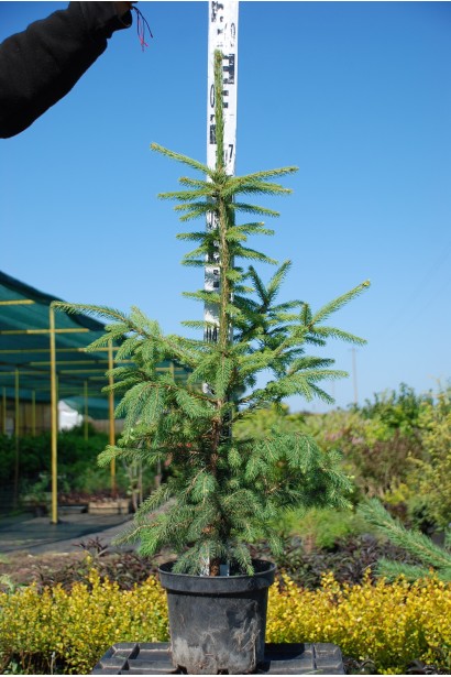 Ялина Ексцелса контейнер 70-90 см