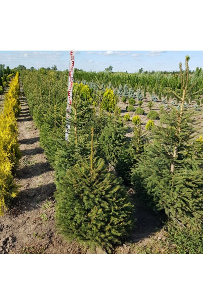 Ялина Ексцелса в розсаднику в полі
