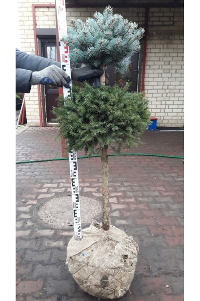 Ялина звичайна Ексцелса щеплена з іншим сортом